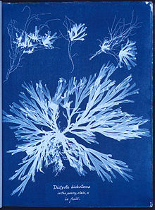 A cyanotype photogram made by Anna Atkin
