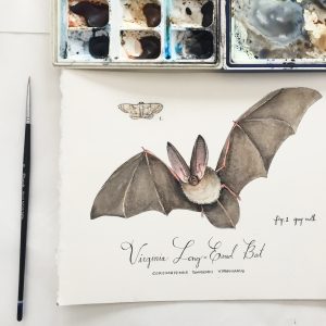 Virginia Long Eared Bat