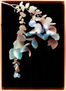 Color Photogram of Eucalyptus by Jamie Hagenberger