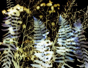 Fern, Cedar, and Aster #538, 2011, 11"H x 14"W. Color Photogram of Fern, Cedar, and Aster by Jamie Hagenberger