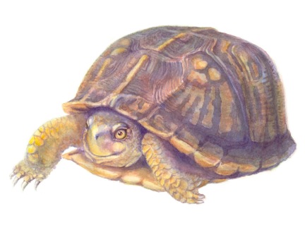 Happy Turtle by Dale Morgan