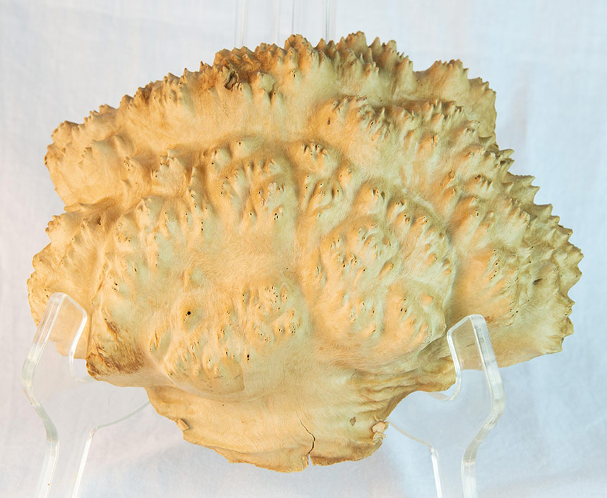 Photo of an Australian burl