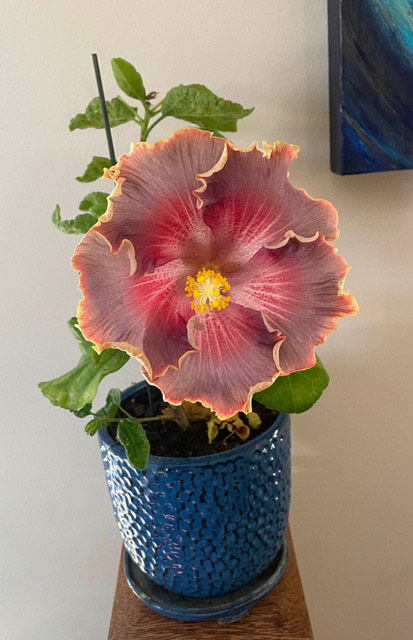 Photo of a hibiscus flower