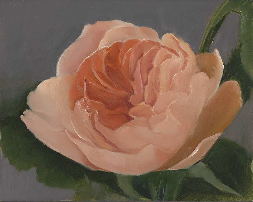 Painting of a peach rose by Maya Barton